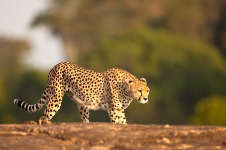 just passing - nice, leopard, wild, animals, cats