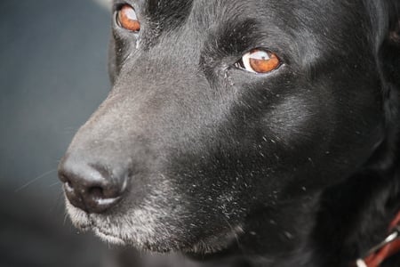 Gorgeous brown eyes - old dog, black, gorgeous, brown, eyes, kelpie, labrador