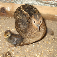 Mama quail and her baby