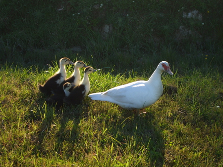 Mama Duck and her ducklings - white, ducklings, duck, sunshine, fluffy, yellow, muscovy, cajuga