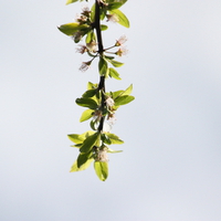 Peach tree blossoms