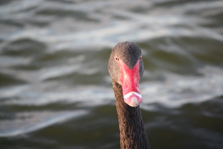 Peekaboo! Black Swan - black, peekaboo, black swan, swan, red, lake