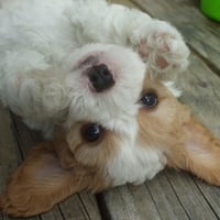 Cute playful puppy