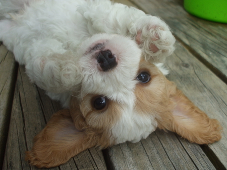 Cute playful puppy - fluffy, puppy, poodle, lying on back, playing, deck, ears, paws, bichon frise, charles spaniel, cute