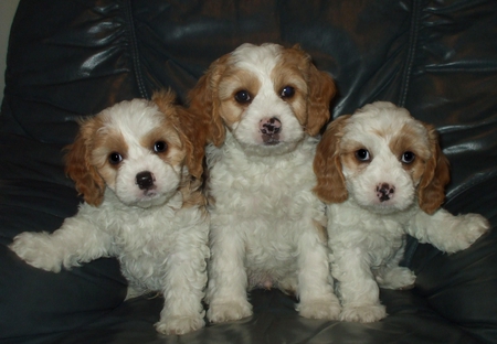 Perfect posing puppies - brown, couch, puppies, three, fluffy, white, green, posing, cute