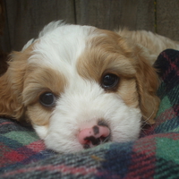 Tired puppy ready for his afternoon nap