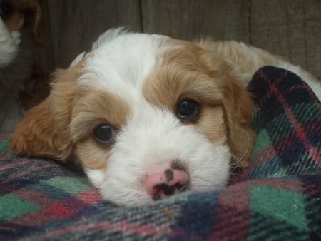 Tired puppy ready for his afternoon nap - white, brown, puppy, fluffy, tired, sleepy, cute, pup