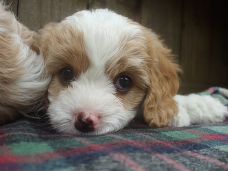 Sleepy Puppy, ready to dose of to dreamland - white, puppy, fluffy, tired, shy, sleepy, pup, blanket