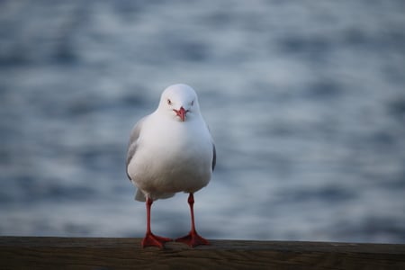 Yeah, I'm watching you... - bird, watch, looking, white, seagull, lake