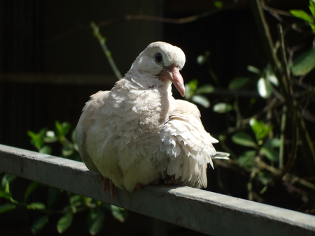 Baby Senegal dove - chick, brown, dove, funny looking, sunny, tree