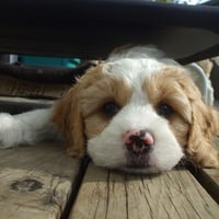 Tired puppy after long hours of playing with his siblings