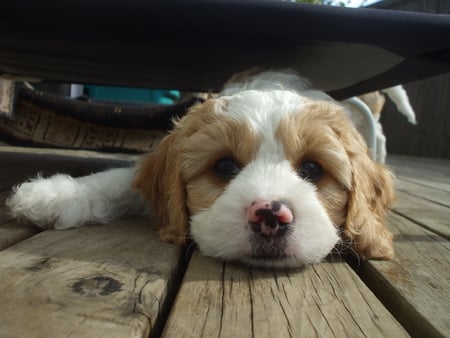 Tired puppy after long hours of playing with his siblings - white, brown, puppy, fluffy, tired, sleepy, deck, pup