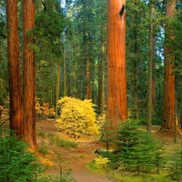 Yellow tree in the forest