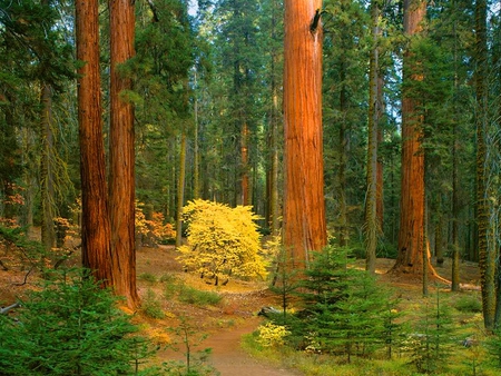 Yellow tree in the forest - fall, nature, yellow, summer, autumn, small, small tree, tree