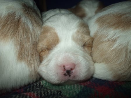 Life's good when you have siblings to keep you warm and happy... - warm, brown, sleepy, siblings, comfy, fluffy, white, cute, puppy