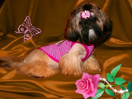 Puppy with bodice - pearls, adorable, puppy, bodice, rose, butterfly, dog, sweet, cute