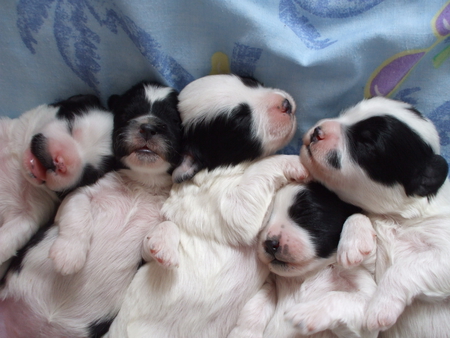 Sleepy siblings - poodle, black, sleepy, bichon frise, siblings, sleeping, white young puppies