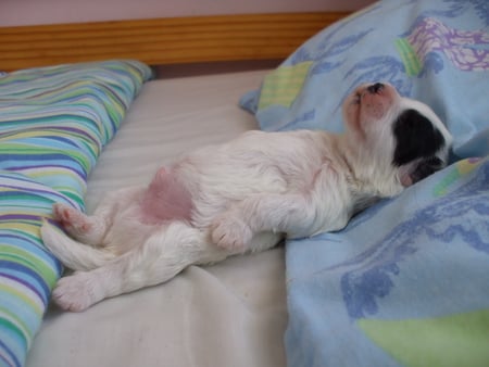 Life is too good... - fluffy, black, bed, white, sleepy, young puppy, happy