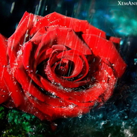 RED ROSE IN RAIN