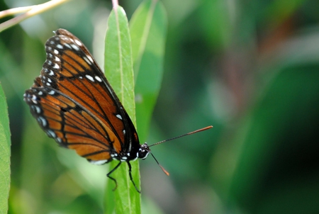 Monarch Butterfly - monarch butterfly, nature, beautiful, green, butterflies, butterfly, animals