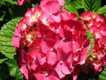 Ortensia Hydrangea