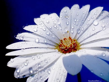 DAINTY DAISY - daisy, white, flower, dew