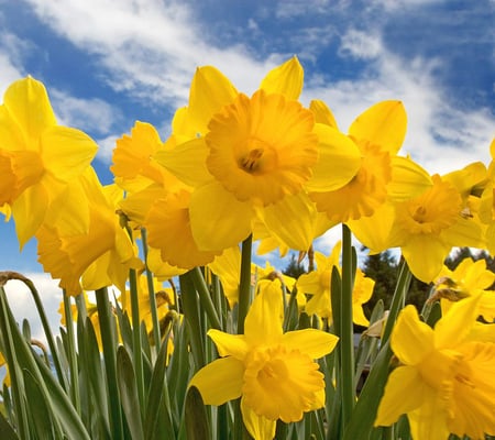 Yellow Narcissus Flowers - flowers, floral, daffodil, blossom