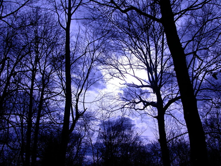 wake - forest, plants, clouds, trees, nature