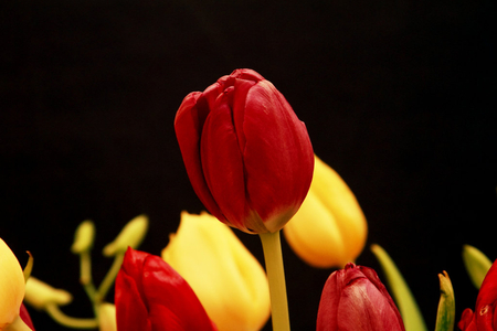 Tulips - flowers, tulips, yellow, red, 3d