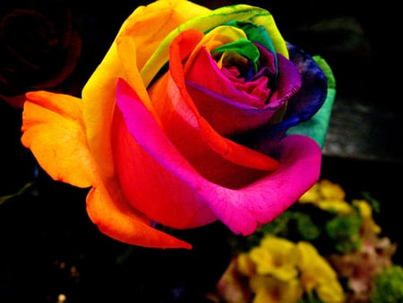 rainbow_rose - rainbow, rose, colors, 3d, flower