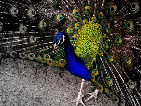 show off - bird, fur, animal, peacock, colors