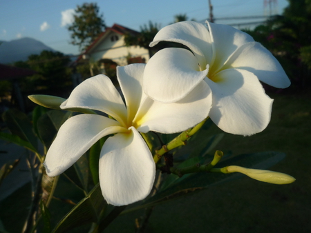 Flower - change rai, noom, white, thailand