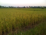 Rice Field