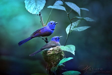 Sapphire pair - pair, branch, blue, leaves, green, black, birds