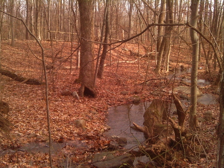 Pretty Place - trees, water, leaves, creek