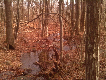 Pretty little Creek - trees, water, woods, leaves