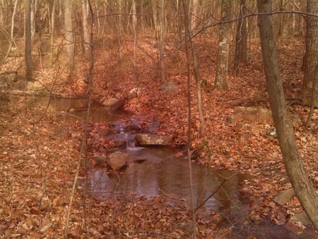 Quiet Little Creek - trees, water, creek, stream, rocks, leaves