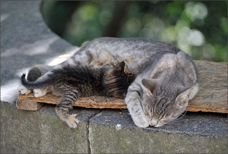 kitten and mum - mum, kitten, sweet, cat