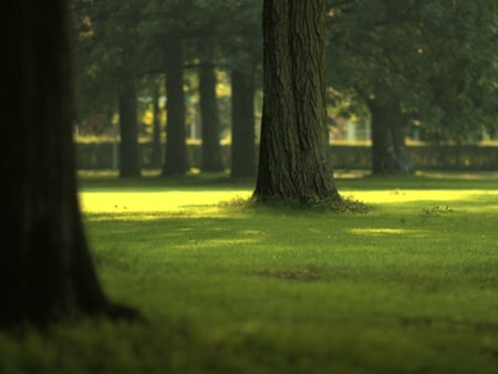 Desktop-Should Be Windows - trees, people, forest, computer, desktop