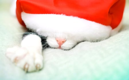 Sweet Kitty - pretty, cat face, magic, paws, holiday, kitten, red, magic christmas, cats, face, merry christmas, xmas, hat, beautiful, christmas cat, photography, beauty, lovely, sweet, cat, christmas, cute, adorable, animals, kitty