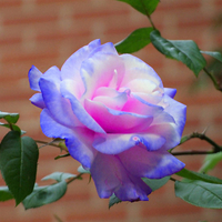 The blue rose