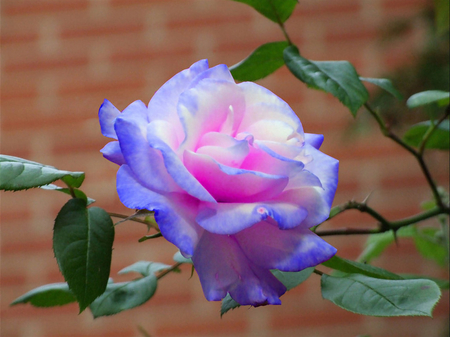 The blue rose - blue rose, nature, photography, rose, flower