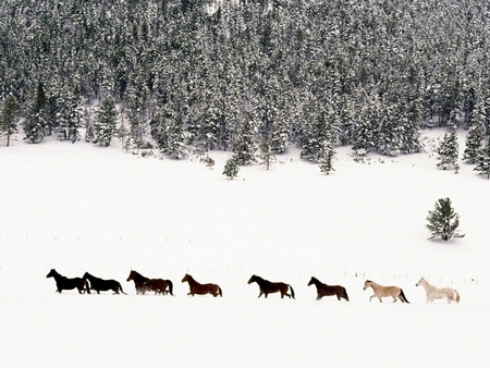 Horses in the snow - horse, animal, winter, nature, snow