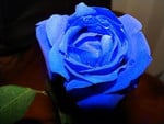 A unique blue rose