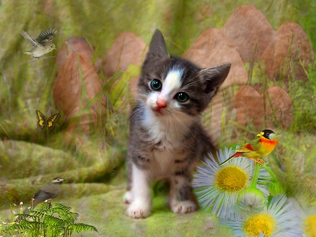 Kitten dream - bird, dream, cat, flowers, daisies, fluffy, animal, kitten, kitty