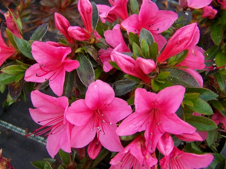 Azaleanakaharae Pink Flowers. - bright pink colored, fascination, flowers, attraction