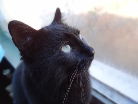 sam - black cat, cute, cat, animals