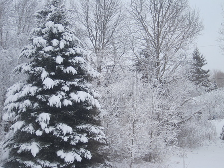 snowy - white, plants, nice, trees, nature, snow