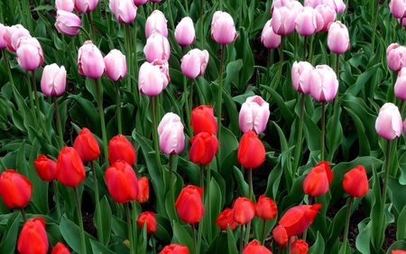 A field of red and pink tulips. - believe me, love, affection, caring