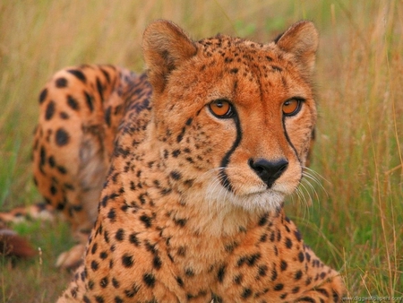 Cheetah